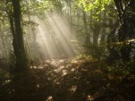 PROMYK NADZIEI, SP 1 SIEMIANOWICE ŚLĄSKIE