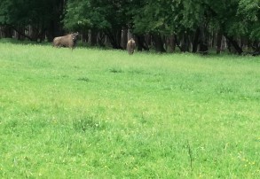 zagroda żubrów Jankowice