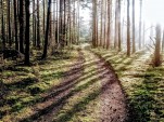 Droga w słonecznym lesie
