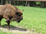 król puszczy nas wita