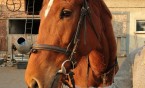 Angielski w siodle – tylko w Meritum!